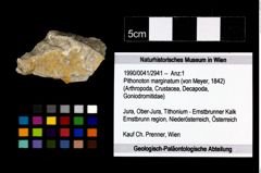 Foto (Objekt + Etikett) von Pithonoton marginatum (von Meyer, 1842)  (NHMW-GEO-1990-0041-2941)